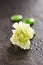 Green Carnation Flower