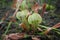 Green Carnivorous Plant in a Garden