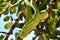 Green carob fruit hanging in ceratonia siliqua tree