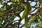 Green carob fruit hanging in ceratonia siliqua tree