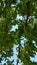 Green carob pods on tree