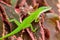 Green Carolina anole Anolis carolinensis closeup on pink red plant leaves - Pembroke Pines, Florida, USA