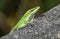 Green Carolina Anole Lizard at Phinizy Swamp Nature Park; Richmond County, Georgia birding