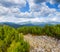 Green Carpathian mountain landscape