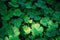 Green carpet of bright clover leaves