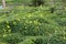 Green carpet of Common yellow woodsorrel (Oxalis stricta) with yellow flowers : (pix Sanjiv Shukla)