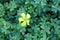 Green carpet of Common yellow woodsorrel (Oxalis stricta) with yellow flowers : (pix Sanjiv Shukla)