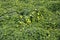 Green carpet of Common yellow woodsorrel (Oxalis stricta) with yellow flowers : (pix Sanjiv Shukla)