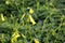 Green carpet of Common yellow woodsorrel (Oxalis stricta) with yellow flowers : (pix Sanjiv Shukla)