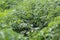 Green carrot grass growing in the garden