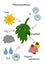 green cartoon scheme of photosynthesis in plants