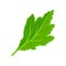 Green carved leaf. Vector illustration on white background.