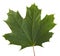 Green Carved Maple Leaf. Cut Out On a White Background