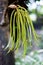 Green caryota mitis blooming in a garden