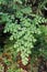 Green caryota mitis plant in nature garden