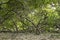 Green cashew forest with winding tree trunks