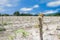 Green cassava field