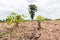 Green cassava field in the nature sapling