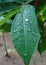 Green cassava leaves with raindrops