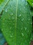 Green cassava leaves with raindrops