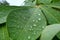 Green cassava leaves with raindrops