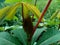 Green cassava Manihot esculenta leaf natural background, tropical leaf, in the nature background