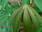 Green cassava Manihot esculenta leaf natural background, tropical leaf, in the nature background