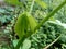 Green cassava Manihot esculenta leaf natural background, tropical leaf, in the nature background