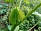 Green cassava Manihot esculenta leaf natural background, tropical leaf, in the nature background