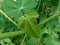 Green cassava Manihot esculenta leaf natural background, tropical leaf, in the nature background