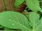 Green cassava Manihot esculenta leaf natural background, tropical leaf, in the nature background