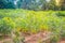 Green cassava tree in the cultivated field. Cassava (Manihot esculenta), also called Yuca, Mandioa, Manioc, Tapioca, Brazilian ar