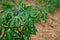 green cassava tree on farm