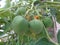Green castor fruit Ricinus communis