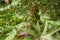 Green castor leaf - Ricinus communis