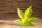 Green castor leaf - Ricinus communis - Text space