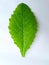 Green castor leaf on a white background