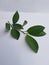 Green castor leaf on a white background