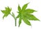 Green castor leaves