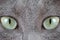 Green cat\'s eye