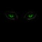 Green cat\'s eyes glowing in the dark