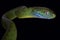 Green cat snake Boiga cyanea