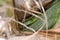 Green Cat Snake hides in coconut trees. Boiga cyanea  species