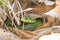 Green Cat Snake hides in coconut trees. Wilds animals in Thailand