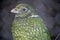 A green catbird