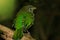 Green Catbird in Queensland Australia