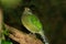 Green Catbird in Queensland Australia