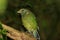 Green Catbird in Queensland Australia