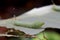 Green caterpilar bite giant Taro leaf