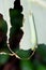 Green caterpilar bite giant Taro leaf, Close up shot